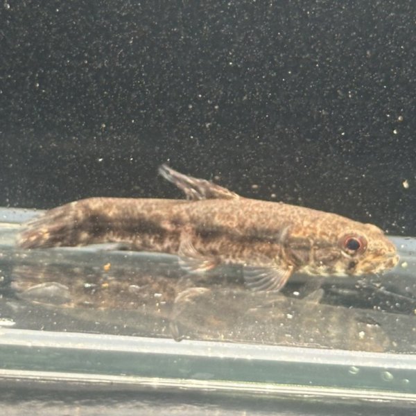 画像1: ウルグアイタライロン(6cm±)WILD (1)