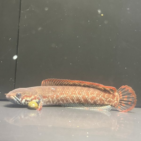 画像2: レインボースネークヘッド(12〜13cm±)ブリード (2)