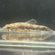 画像1: ウルグアイタライロン(6cm±)WILD (1)