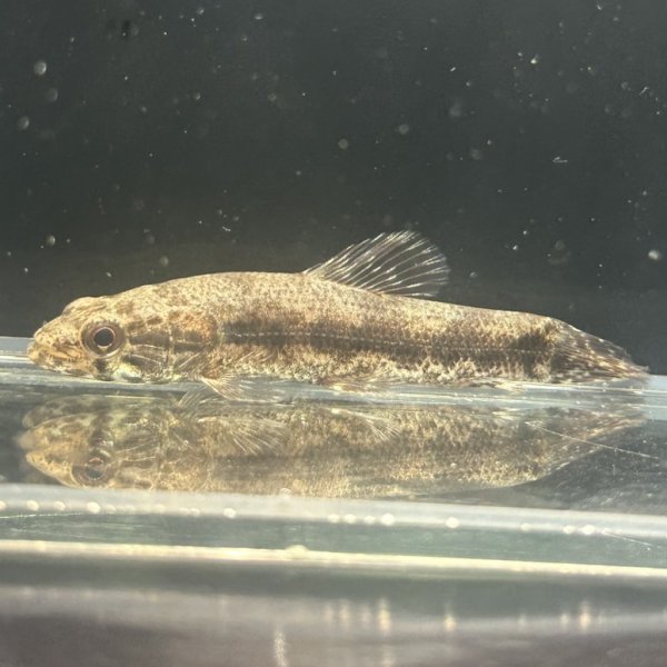 画像1: ウルグアイタライロン(6cm±)WILD (1)