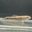 画像2: ウルグアイタライロン(6cm±)WILD (2)