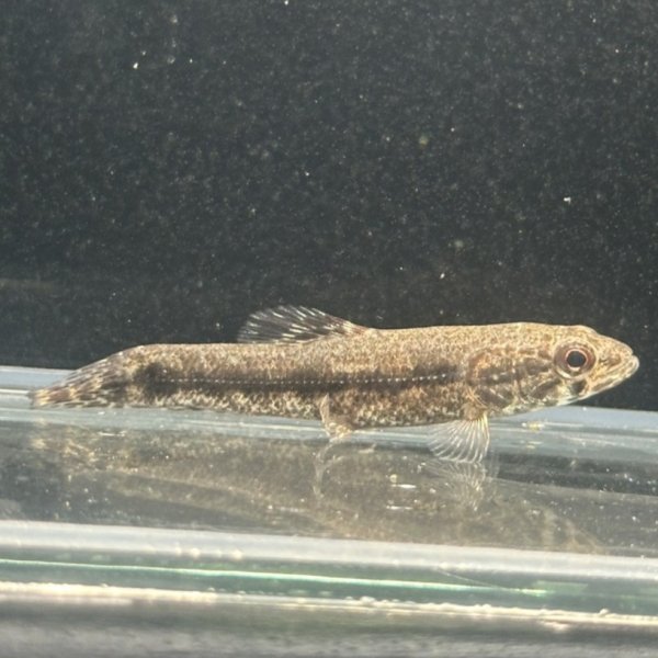 画像2: ウルグアイタライロン(6cm±)WILD (2)