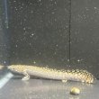 画像1: ポリプテルス オルナティピンニス(11cm±)ブリード (1)