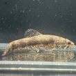 画像2: ウルグアイタライロン(6cm±)WILD (2)