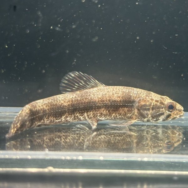 画像2: ウルグアイタライロン(6cm±)WILD (2)