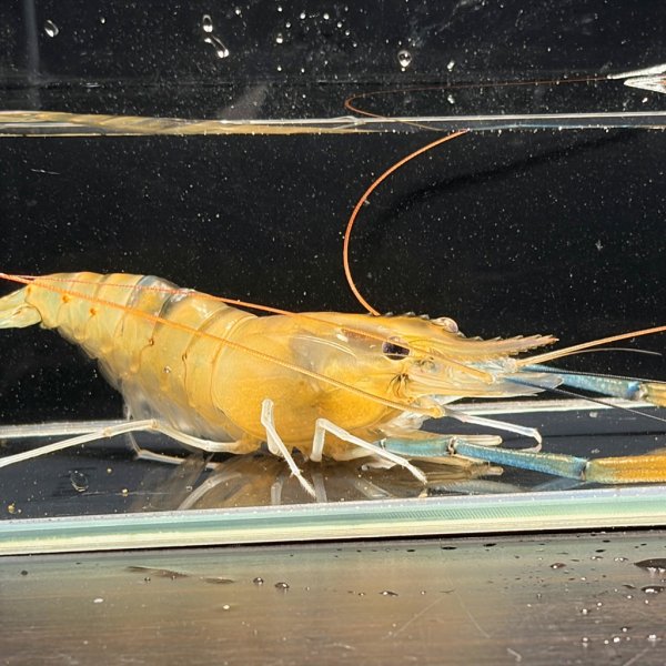画像2: オニテナガエビ 10cm± ペア (2)