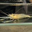 画像3: オニテナガエビ 10cm± ペア (3)