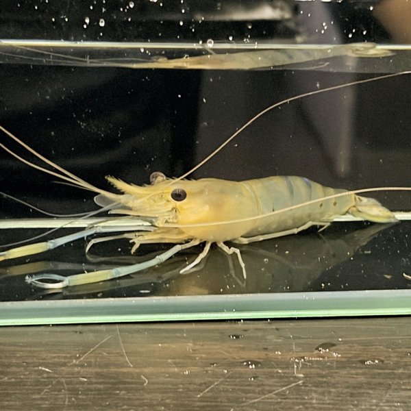 画像3: オニテナガエビ 10cm± ペア (3)