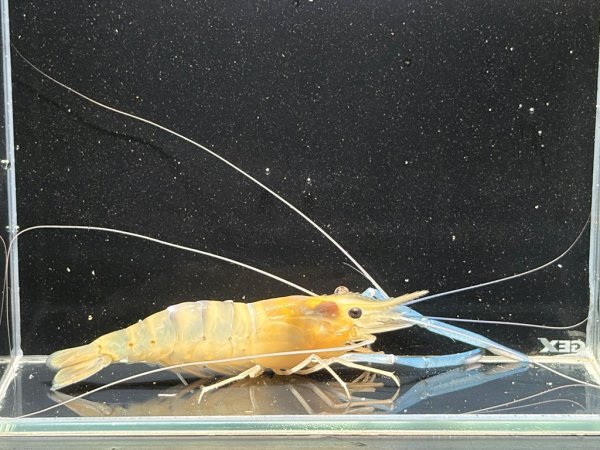 画像2: オニテナガエビ 14cm± ペア (2)