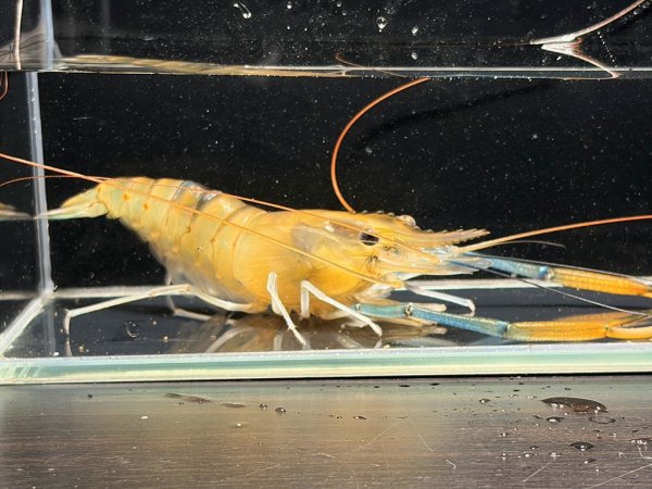 画像1: オニテナガエビ 10cm± ペア (1)