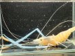 画像1: オニテナガエビ 14cm± ペア (1)