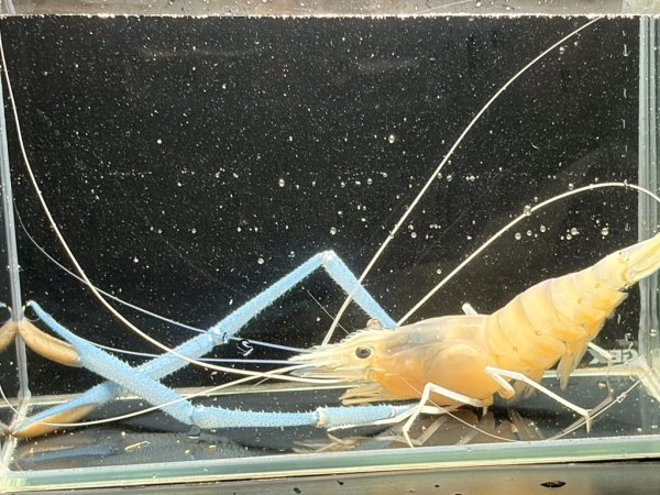 画像1: オニテナガエビ 14cm± ペア (1)