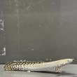 画像2: ポリプテルス オルナティピンニス(8cm±)ブリード (2)