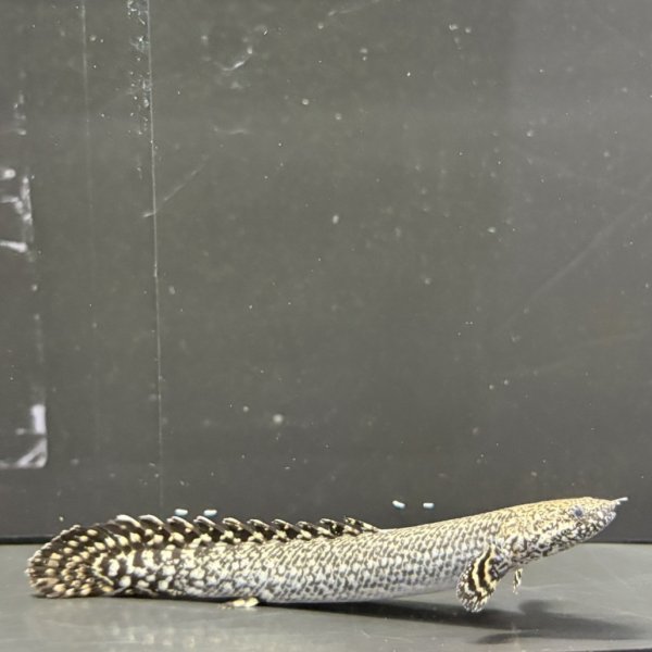 画像2: ポリプテルス オルナティピンニス(8cm±)ブリード (2)