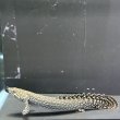 画像1: ポリプテルス オルナティピンニス(8cm±)ブリード (1)