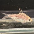 画像2: カラープロキロダス(4cm±)ブリード (2)