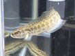 画像1: カムルチー(雷魚)(10cm±)WILD (1)
