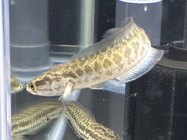 画像1: カムルチー(雷魚)(10cm±)WILD (1)