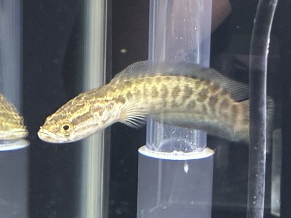 画像2: カムルチー(雷魚)(10cm±)WILD (2)
