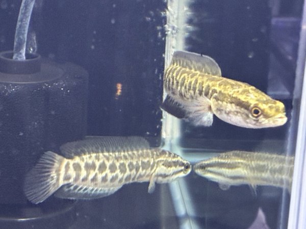 画像3: カムルチー(雷魚)(10cm±)WILD (3)
