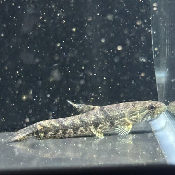 画像1: ホプリアス(5cm±)WILDペルー (1)