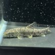 画像2: ホプリアス(5cm±)WILDペルー (2)