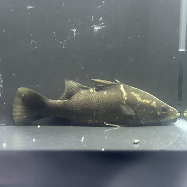 画像2: アカメ(11cm±)▲ (2)