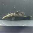 画像1: アカメ(11cm±)▲ (1)