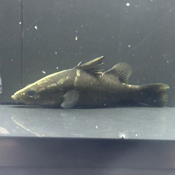 画像1: アカメ(11cm±)▲ (1)