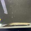 画像1: プロトプテルス アネクテンス(18cm±)WILD (1)