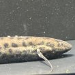 画像3: プロトプテルス アネクテンス(18cm±)WILD (3)
