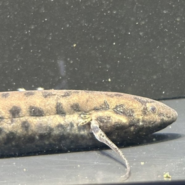 画像3: プロトプテルス アネクテンス(18cm±)WILD (3)