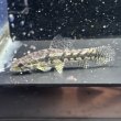 画像2: ホプリアス(5cm±)WILDペルー (2)