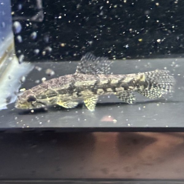 画像2: ホプリアス(5cm±)WILDペルー (2)
