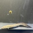 画像2: プロトプテルス アネクテンス(18cm±)WILD (2)