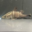 画像1: アカメ(11cm±)▲ (1)