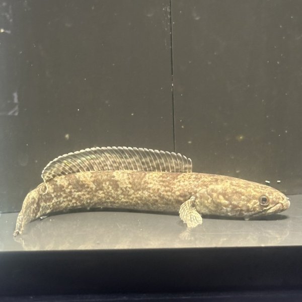 画像2: チャンナ トルサエンシス(14cm±)WILD (2)