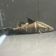 画像2: アカメ(11cm±)▲ (2)