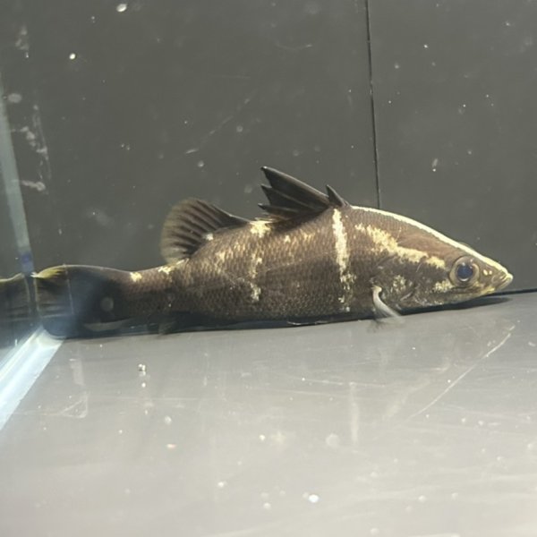 画像2: アカメ(11cm±)▲ (2)