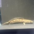 画像1: チャンナ トルサエンシス(14cm±)WILD (1)