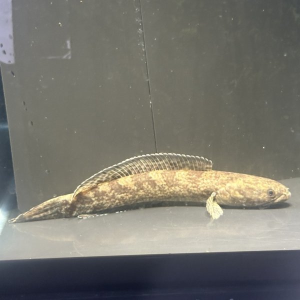 画像1: チャンナ トルサエンシス(14cm±)WILD (1)