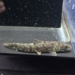 画像1: ホプリアス(5cm±)WILDペルー (1)