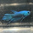 画像2: ベタ エイリアン グリーン（4cm±）ペア (2)