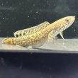 画像1: チョコレートレインボースネークヘッド(7cm±)WILD (1)
