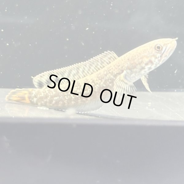 画像1: チョコレートレインボースネークヘッド(7cm±)WILD (1)