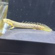 画像2: ポリプテルス パルマス ブティコフェリー(10cm±)WILDギニア (2)