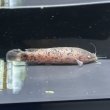 画像2: ロングノーズデンキナマズ(10cm±)WILDコンゴ (2)