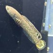 画像2: チョコレートレインボースネークヘッド(7cm±)WILD (2)