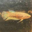 画像1: ベタ インベリス レッド（5cm±）WILD 1匹のみ (1)
