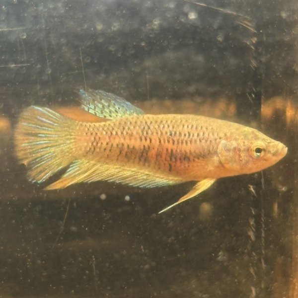 画像1: ベタ インベリス レッド（5cm±）WILD 1匹のみ (1)
